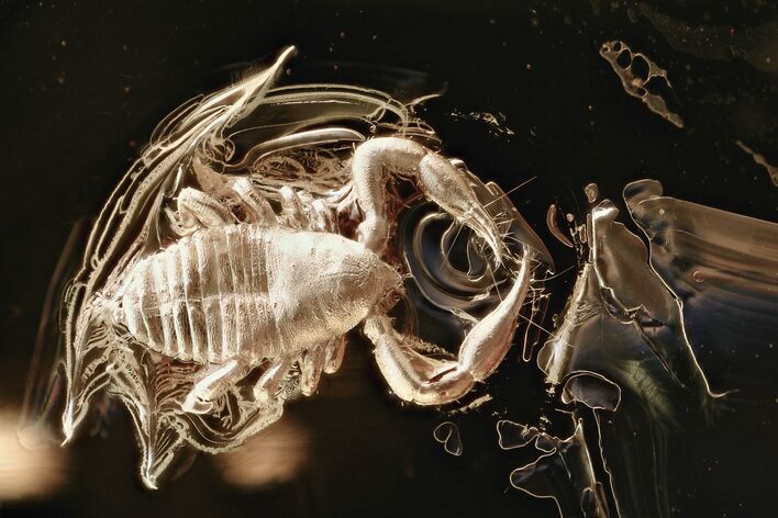 Detailed Fossil Pseudoscorpion (Pseudoscorpiones) In Baltic Amber #330727